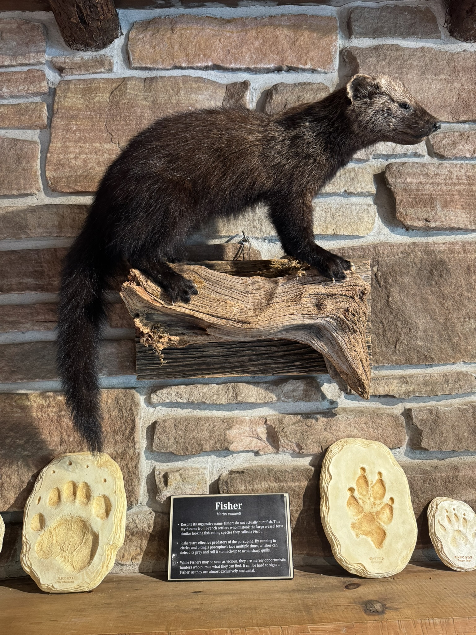 Fisher on display